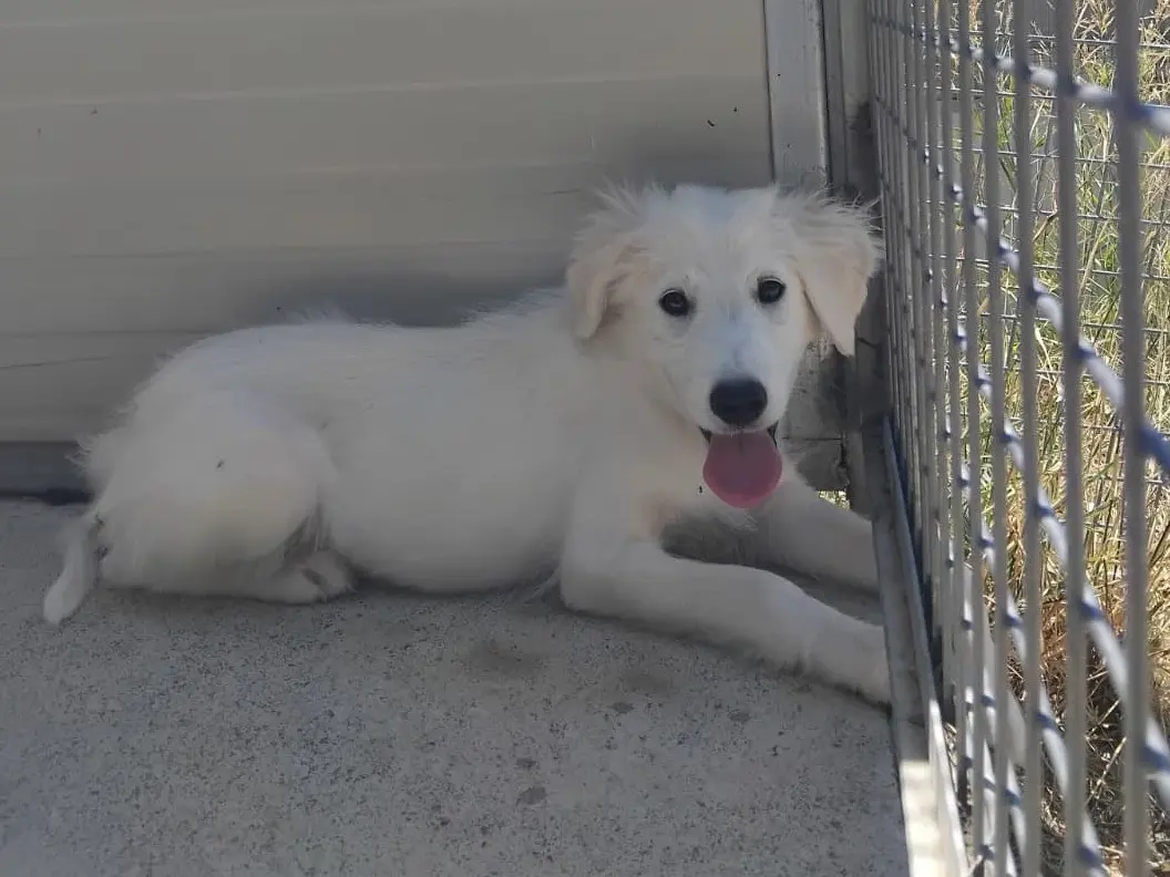 Adozione cane, maschio, Razza sconosciuta Razza sconosciuta, 5 mesi, taglia media, Enna