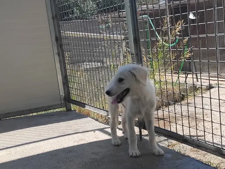 Adotta il cane WHITE a Enna