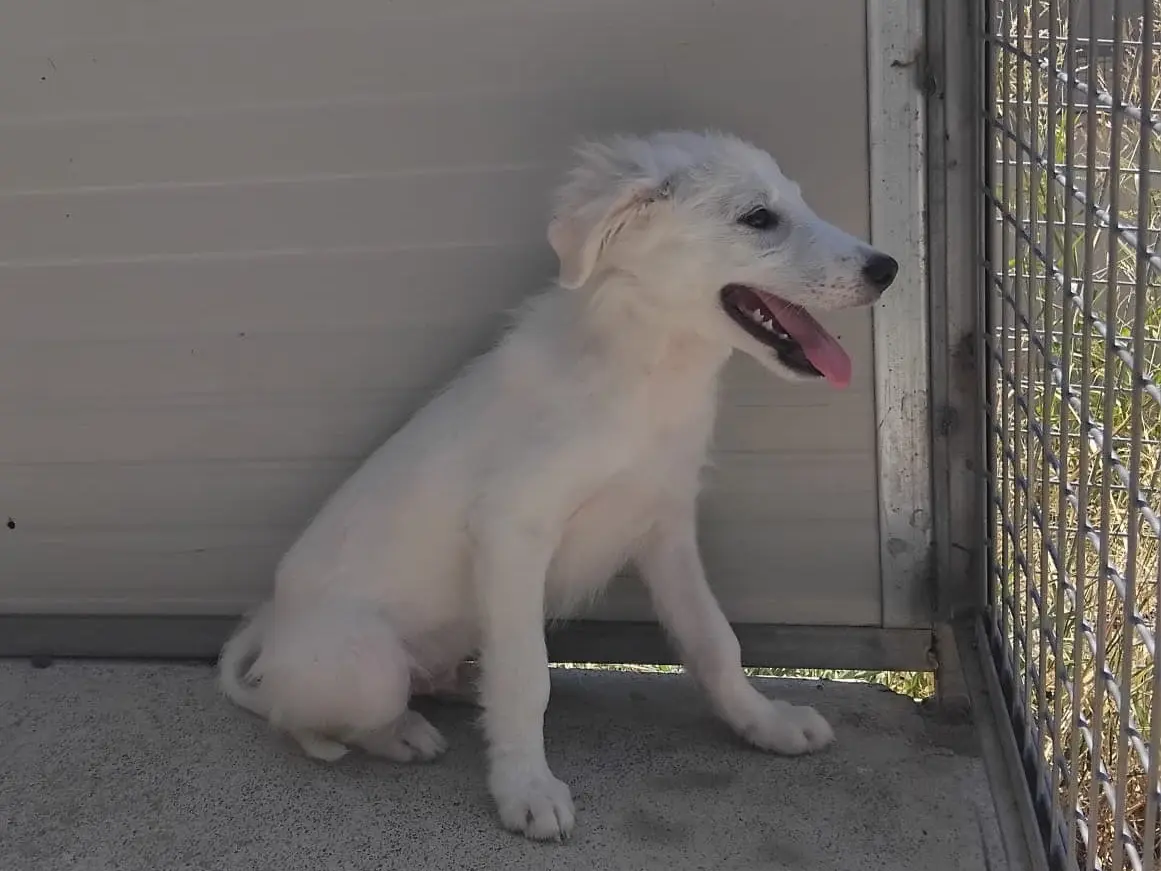 Adotta un cane, taglia media, maschio, Enna