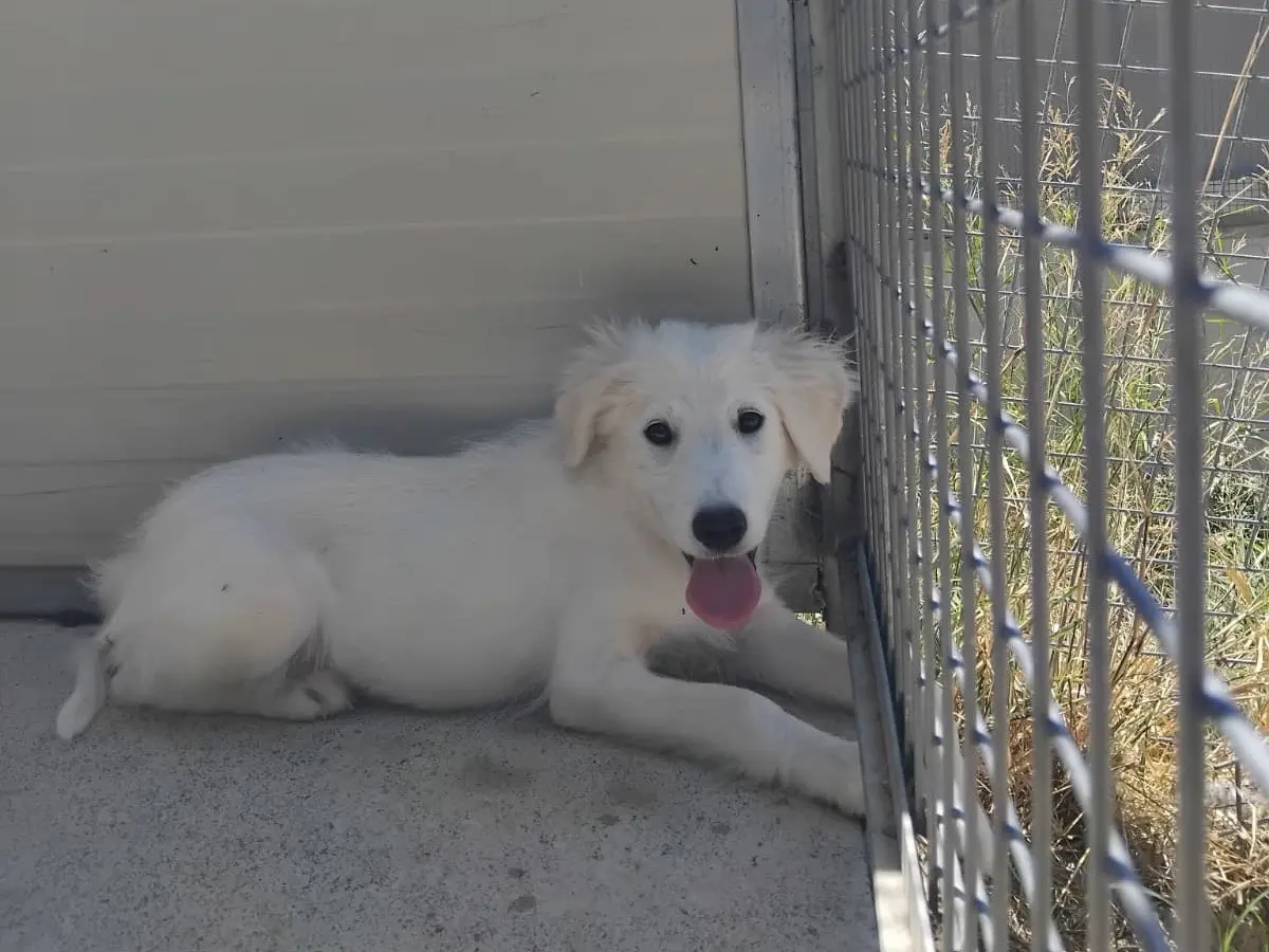 Adotta un cane, maschio, 5 mesi, Enna