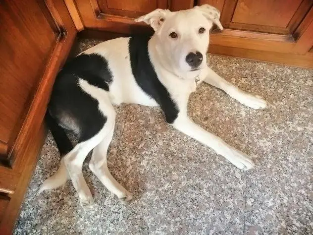 Foto 3 dell'animale