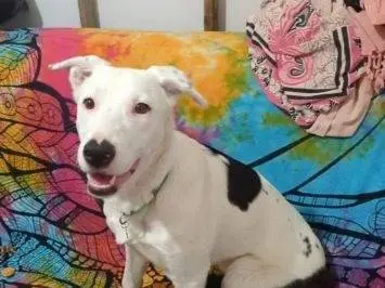 Adotta un cane, taglia media, femmina, Frosinone