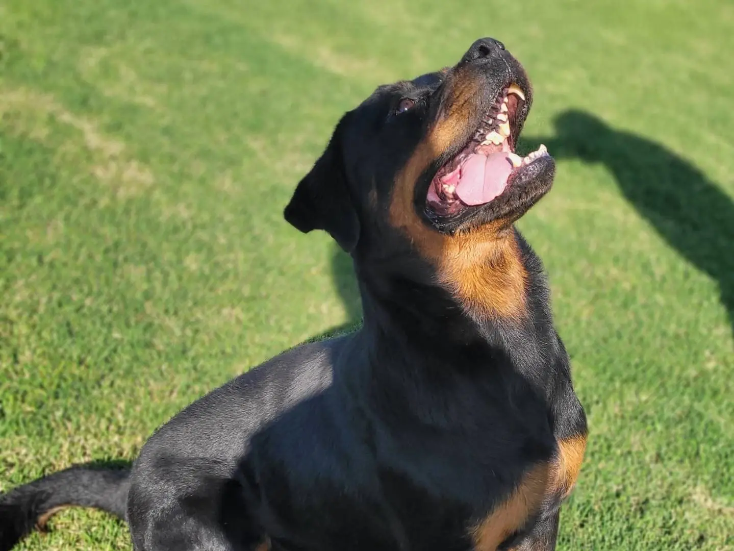 Adotta il cane Beverly a Latina