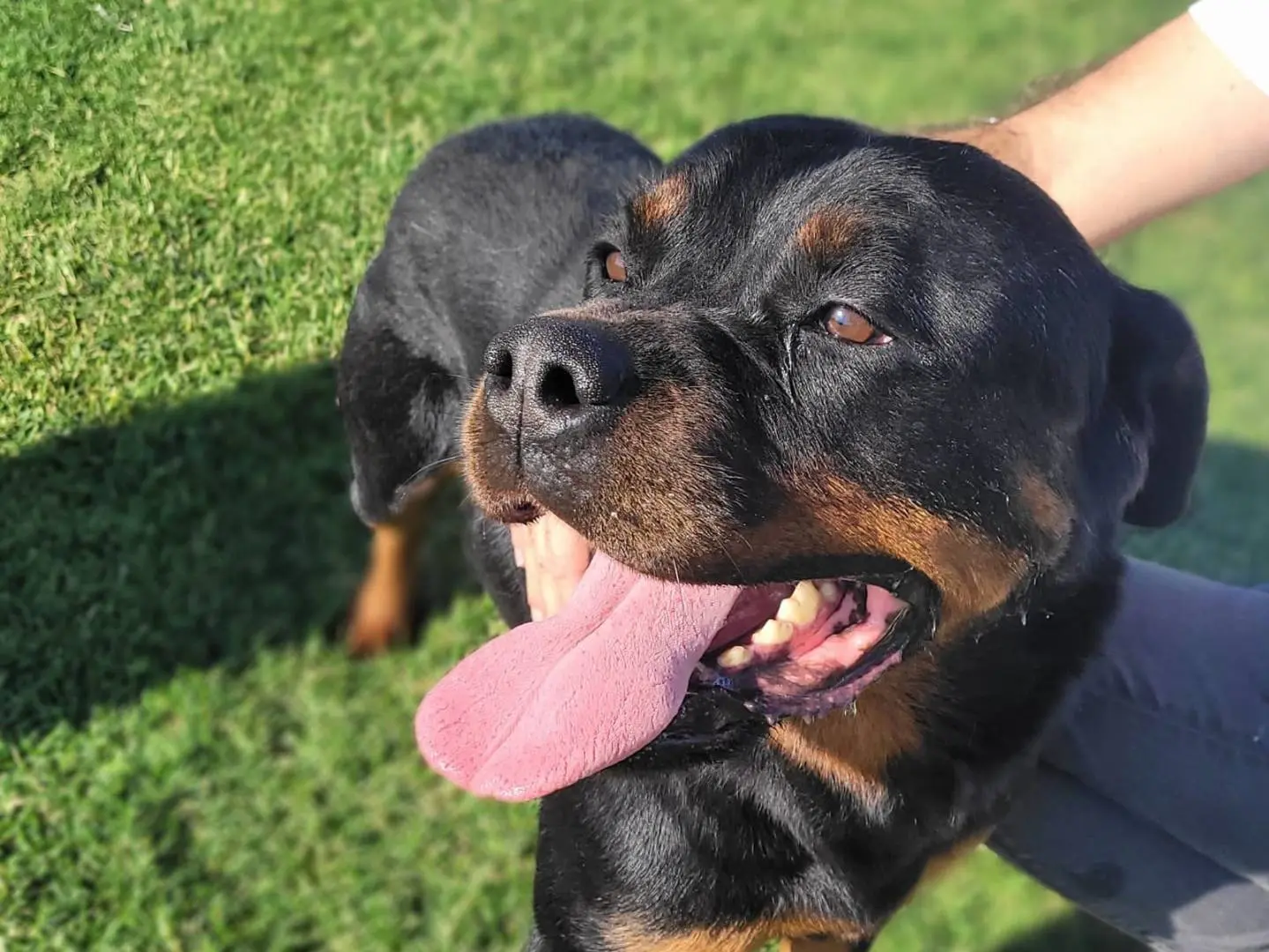 Adozione cane, femmina, Rottweiler Razza sconosciuta, 7 anni e 2 mesi, taglia grande, Latina