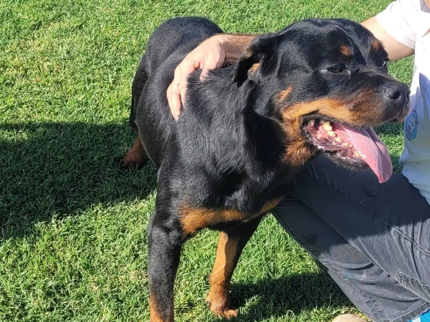 Adotta un cane, taglia grande, femmina, Latina