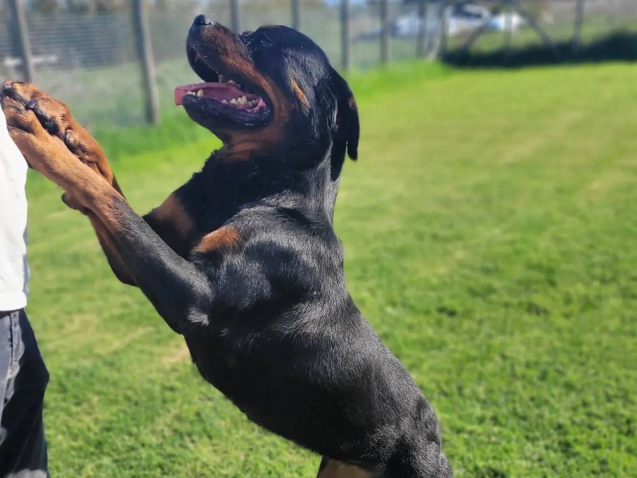 Vuoi adottare un cane a Latina?