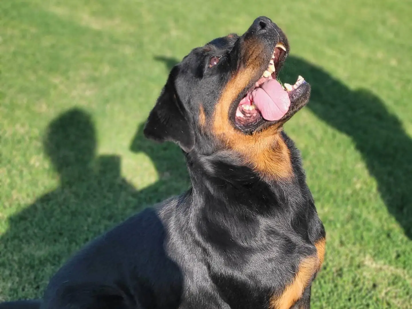 Adotta un cane, femmina, 7 anni e 2 mesi, Latina