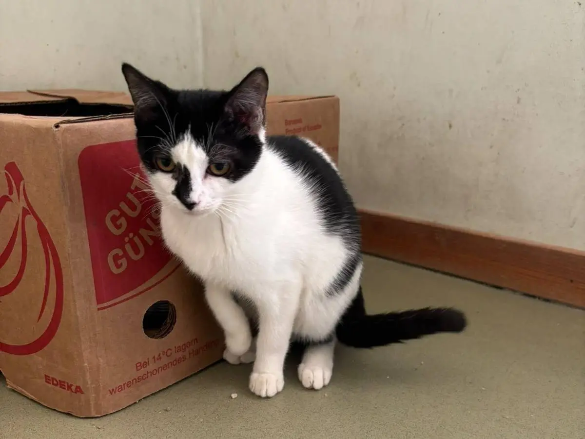 Vuoi adottare un gatto a Bari?