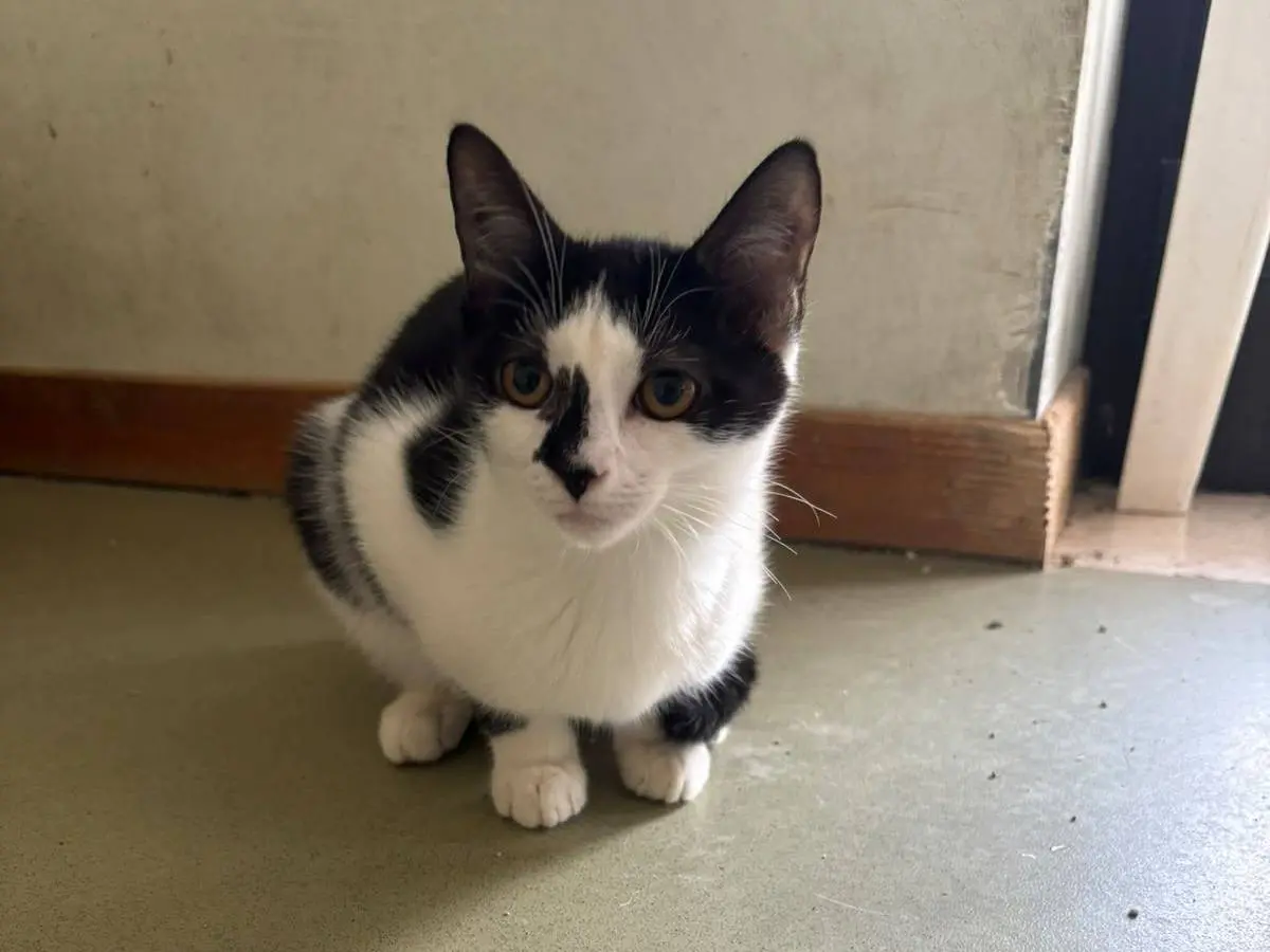 Adotta il gatto Mira a Bari