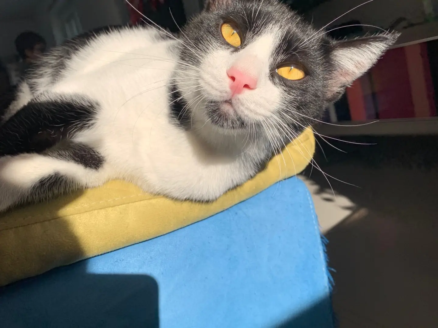 Adotta il gatto Dante a Brindisi