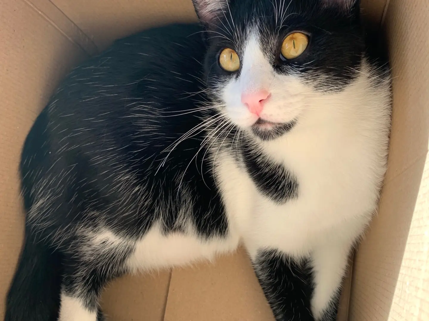 Vuoi adottare un gatto a Brindisi?