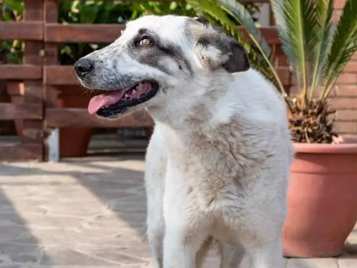 Adozione cane, maschio, meticcio, 4 anni, taglia media, Pavia
