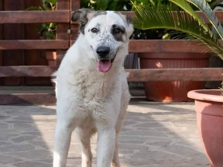 Adotta il cane Peppe a Pavia