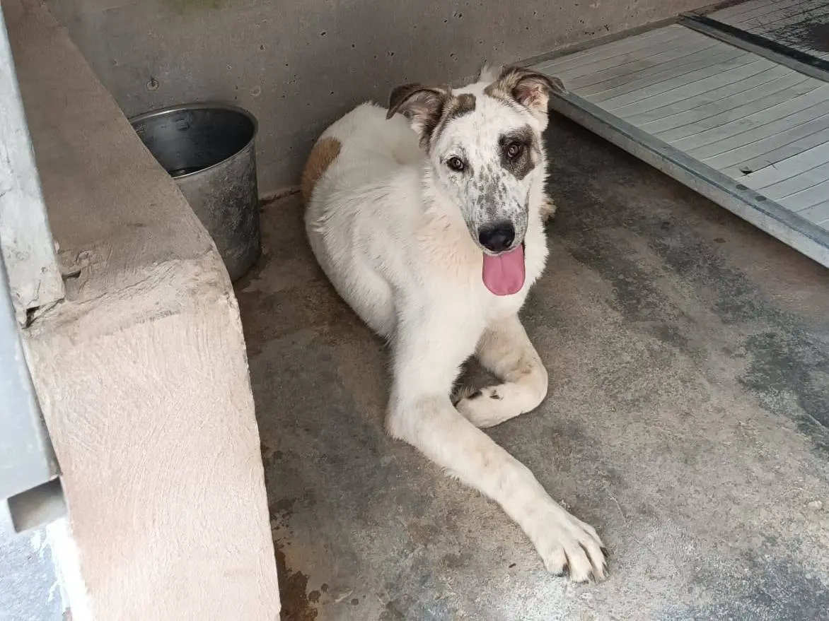 Adotta un cane, maschio, 4 anni, Pavia