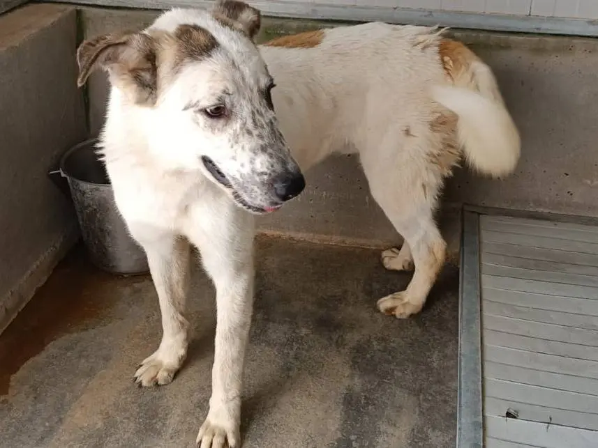 Adotta un cane, taglia media, maschio, Pavia