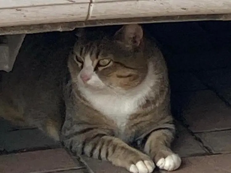 Adozione gatto, maschio, Razza sconosciuta Razza sconosciuta, 10 anni e 1 mese, taglia non valida, Torino