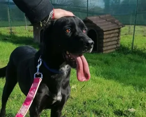 Adozione cane, maschio, Labrador Retriever, 9 anni e 9 mesi, taglia grande, Roma