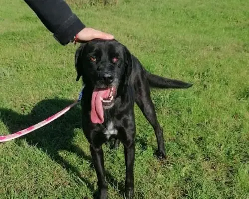 Adotta un cane, maschio, 9 anni e 9 mesi, Roma