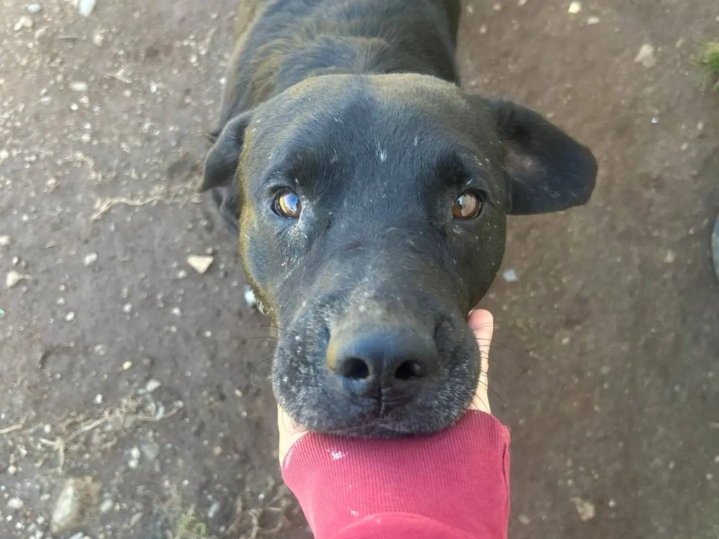 Adotta il cane PLUTO a Catanzaro