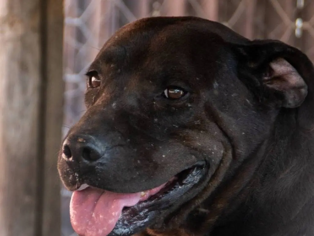 Adozione cane, femmina, Pitbull Razza sconosciuta, 10 anni e 3 mesi, taglia media, Crotone