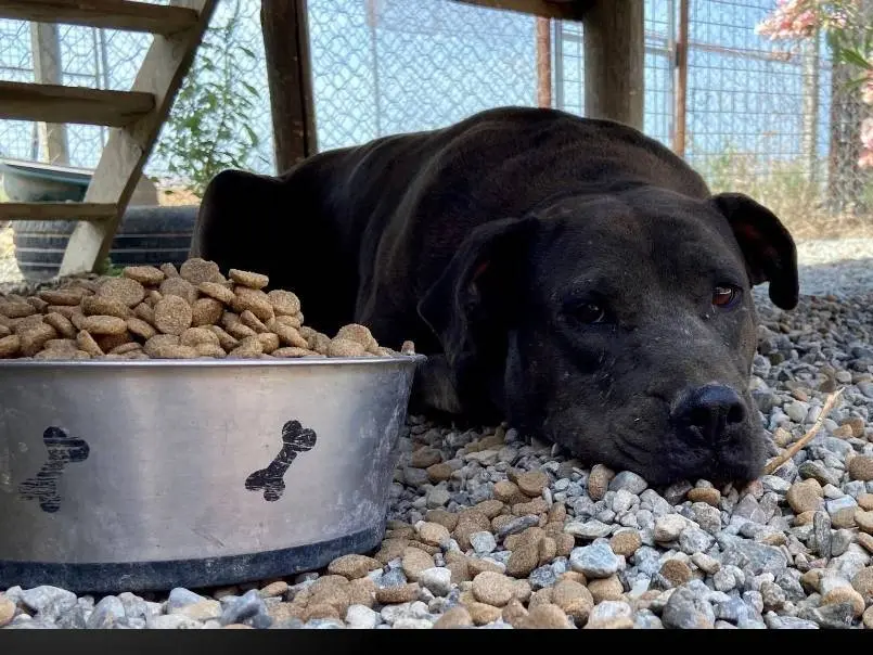 Adotta un cane, femmina, 10 anni e 3 mesi, Crotone