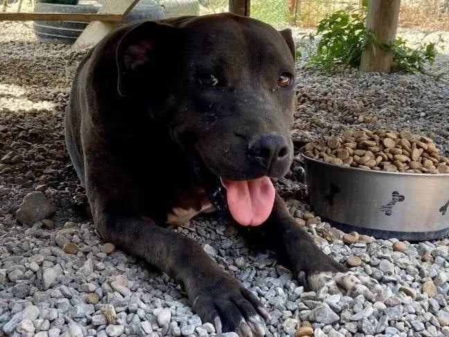 Adotta un cane, taglia media, femmina, Crotone