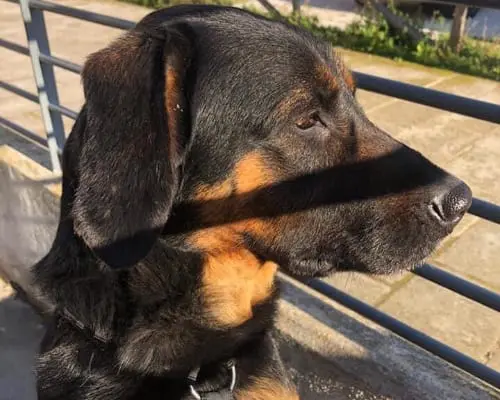 Adozione cane, maschio, meticcio, 8 anni e 9 mesi, taglia media, Barletta