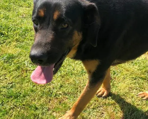 Adotta un cane, taglia media, maschio, Barletta
