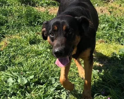 Adotta un cane, maschio, 8 anni e 9 mesi, Barletta