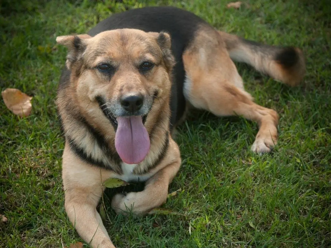 Adotta un cane, femmina, 2 anni e 2 mesi, Frosinone