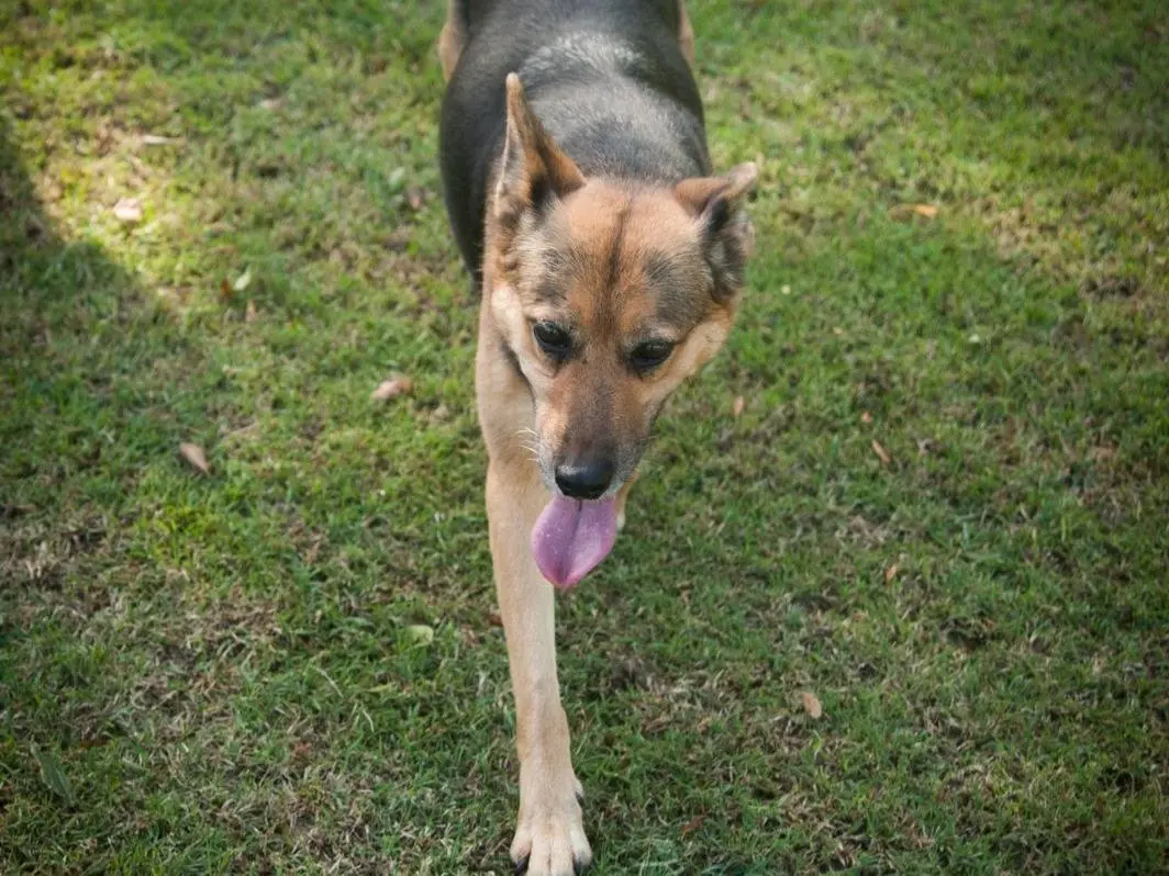 Adotta il cane Onda a Frosinone