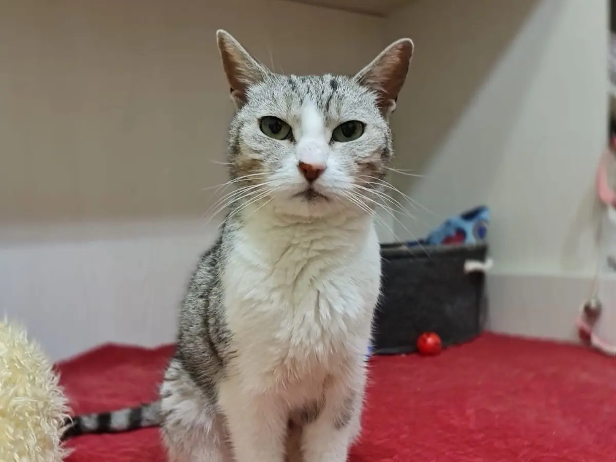 Adozione gatto, femmina, Razza sconosciuta Razza sconosciuta, 8 anni e 5 mesi, taglia non valida, Lecco