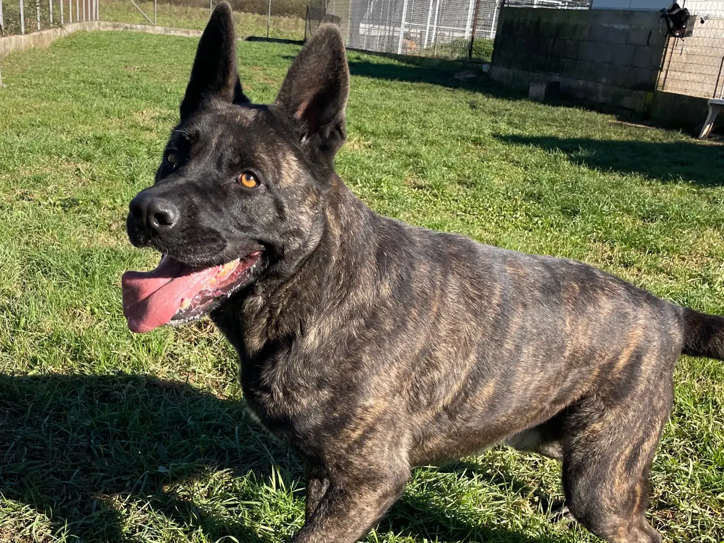 Adotta un cane, maschio, 4 anni e 8 mesi, Frosinone