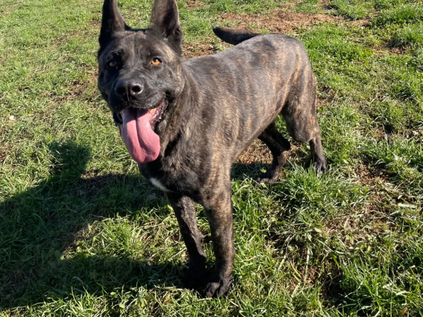 Adotta un cane, taglia gigante, maschio, Frosinone