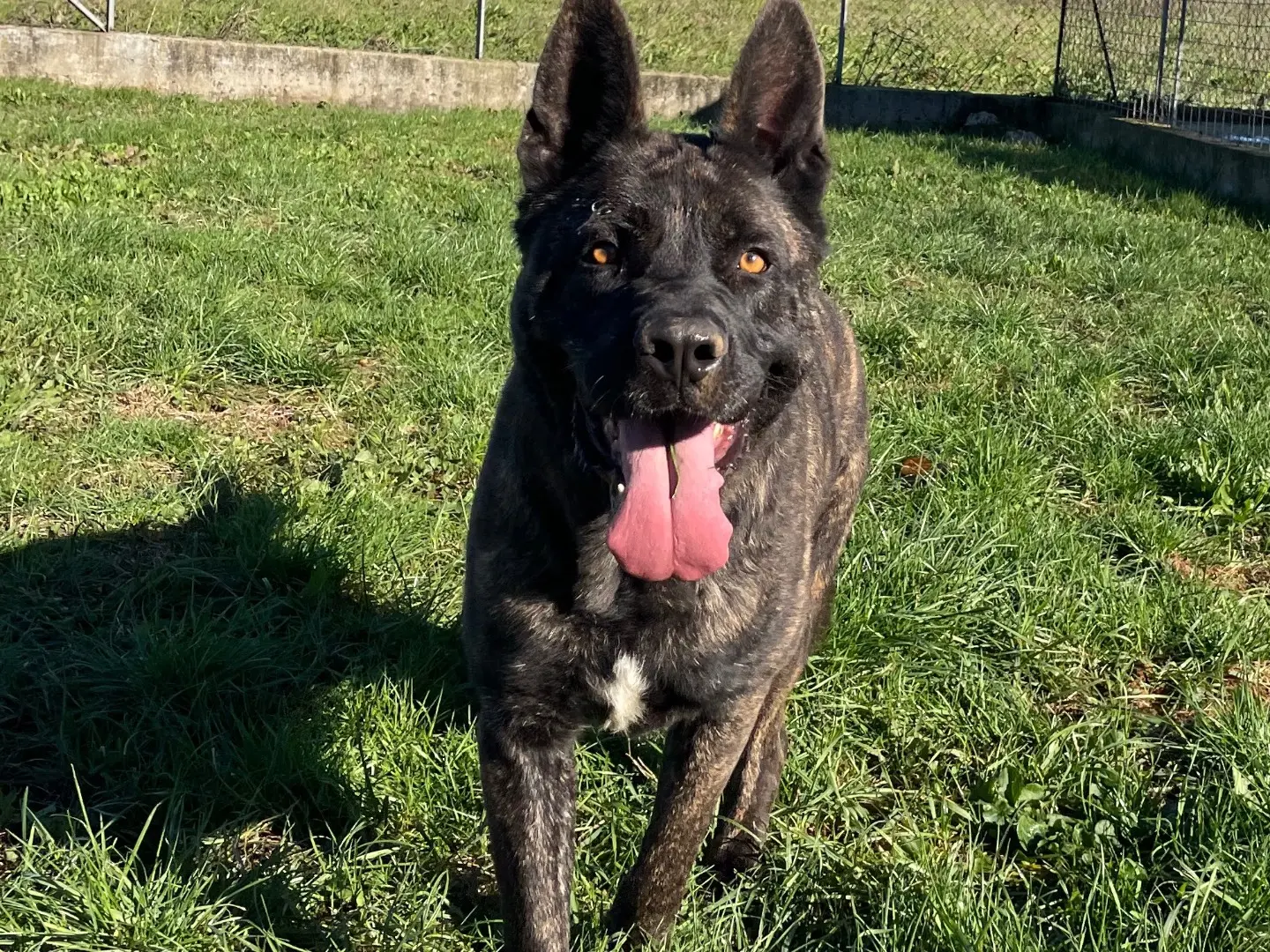Adozione cane, maschio, Razza sconosciuta Razza sconosciuta, 4 anni e 8 mesi, taglia gigante, Frosinone