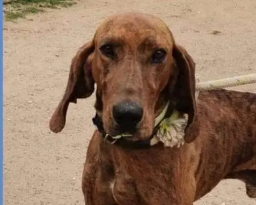 Adotta un cane, maschio, 8 anni e 2 mesi, Roma
