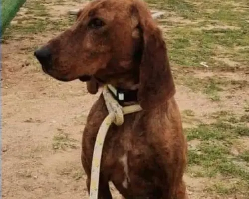 Adozione cane, maschio, Segugio, 8 anni e 2 mesi, taglia media, Roma