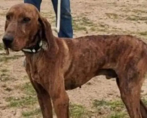 Adotta un cane, taglia media, maschio, Roma