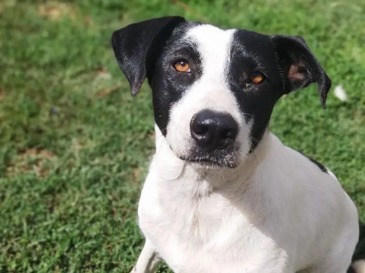 Adotta un cane, femmina, 3 anni e 3 mesi, Roma