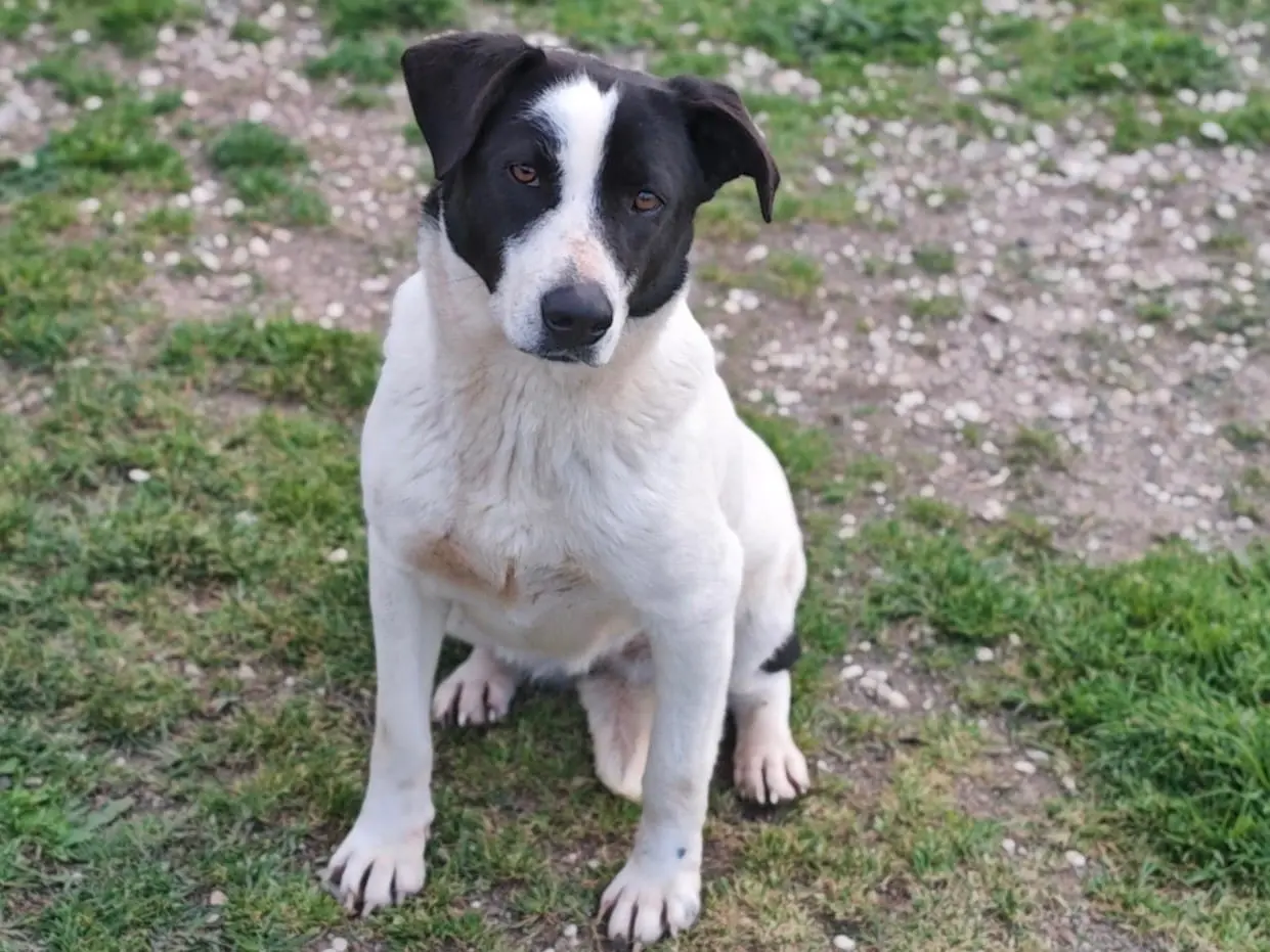 Adozione cane, femmina, Razza sconosciuta Razza sconosciuta, 3 anni e 3 mesi, taglia media, Roma