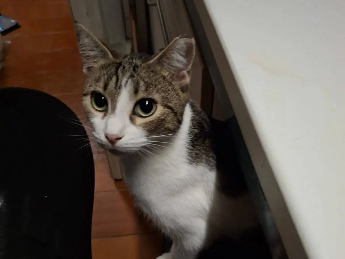 Adozione gatto, femmina, Razza sconosciuta Razza sconosciuta, 2 anni e 6 mesi, taglia non valida, Livorno