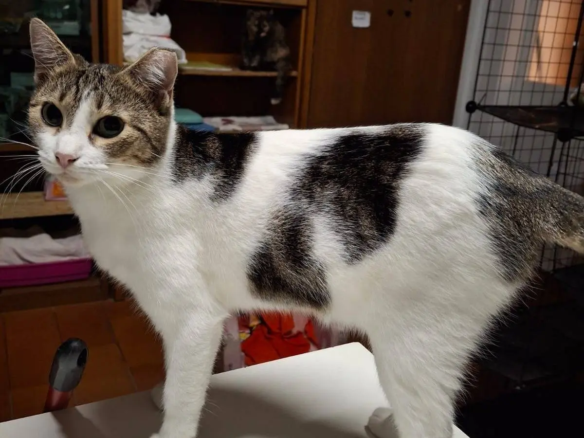 Adotta un gatto, femmina, 2 anni e 6 mesi, Livorno