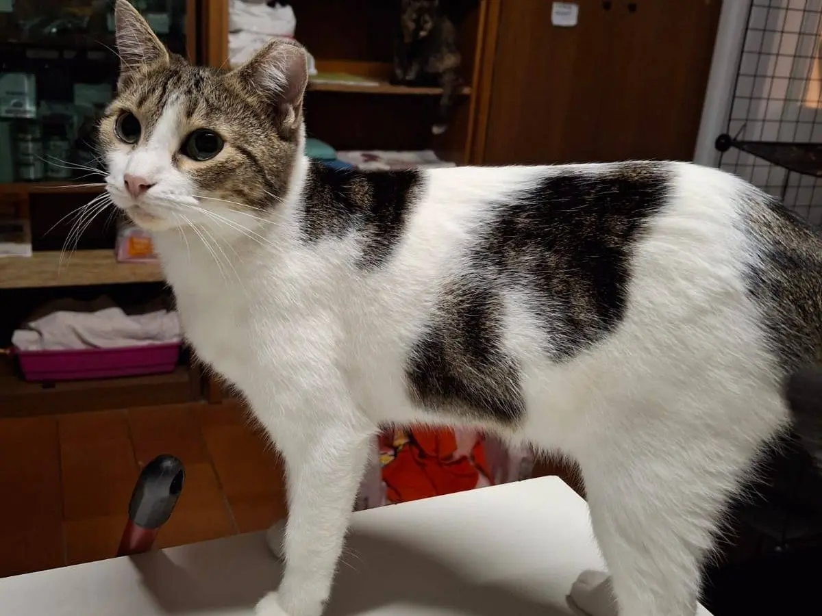 Vuoi adottare un gatto a Livorno?