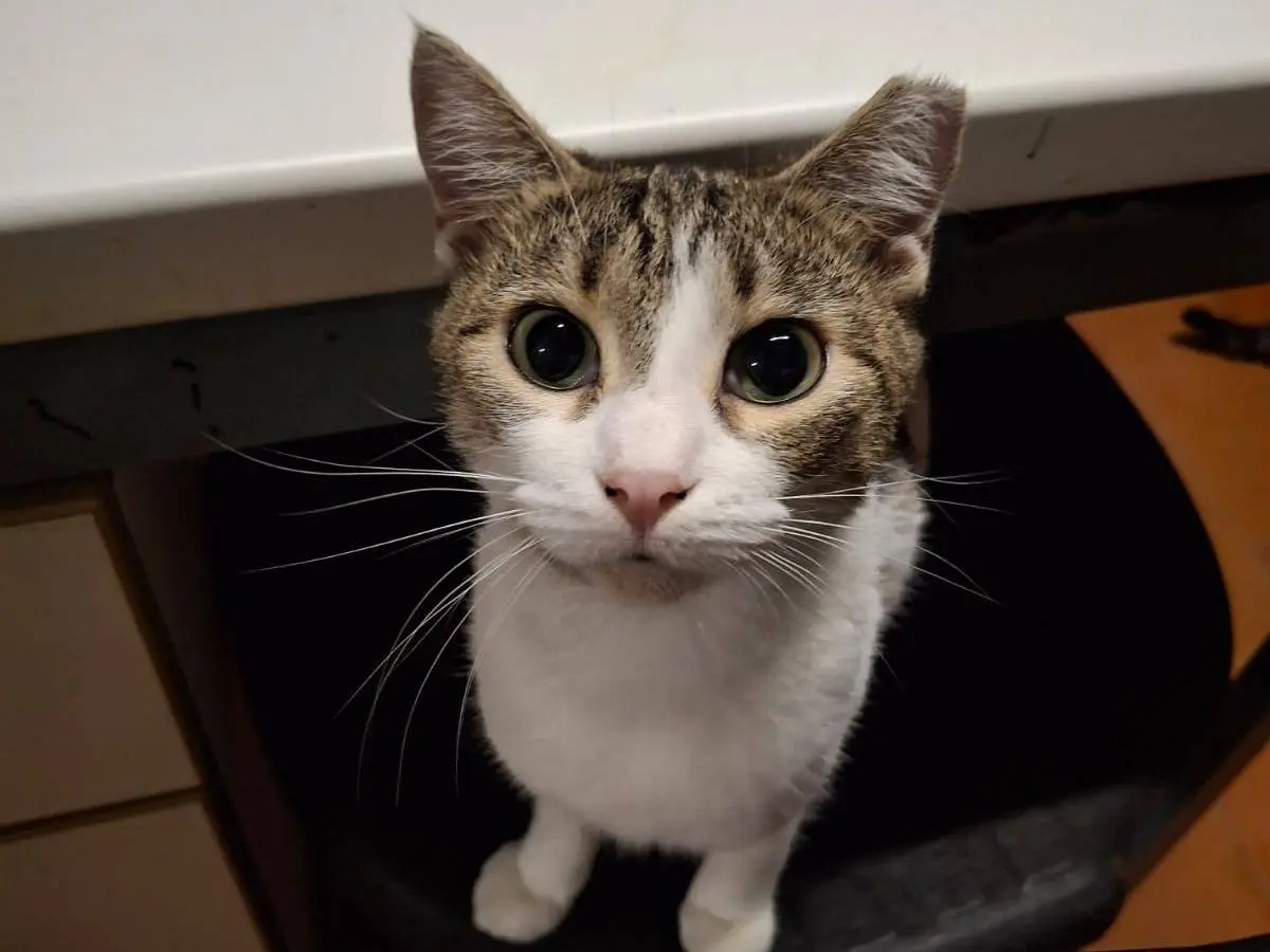 Adotta un gatto, taglia non valida, femmina, Livorno