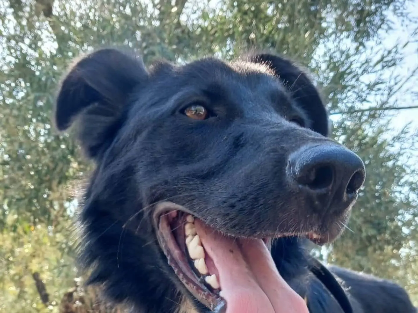 Adotta un cane, taglia media, maschio, Bari