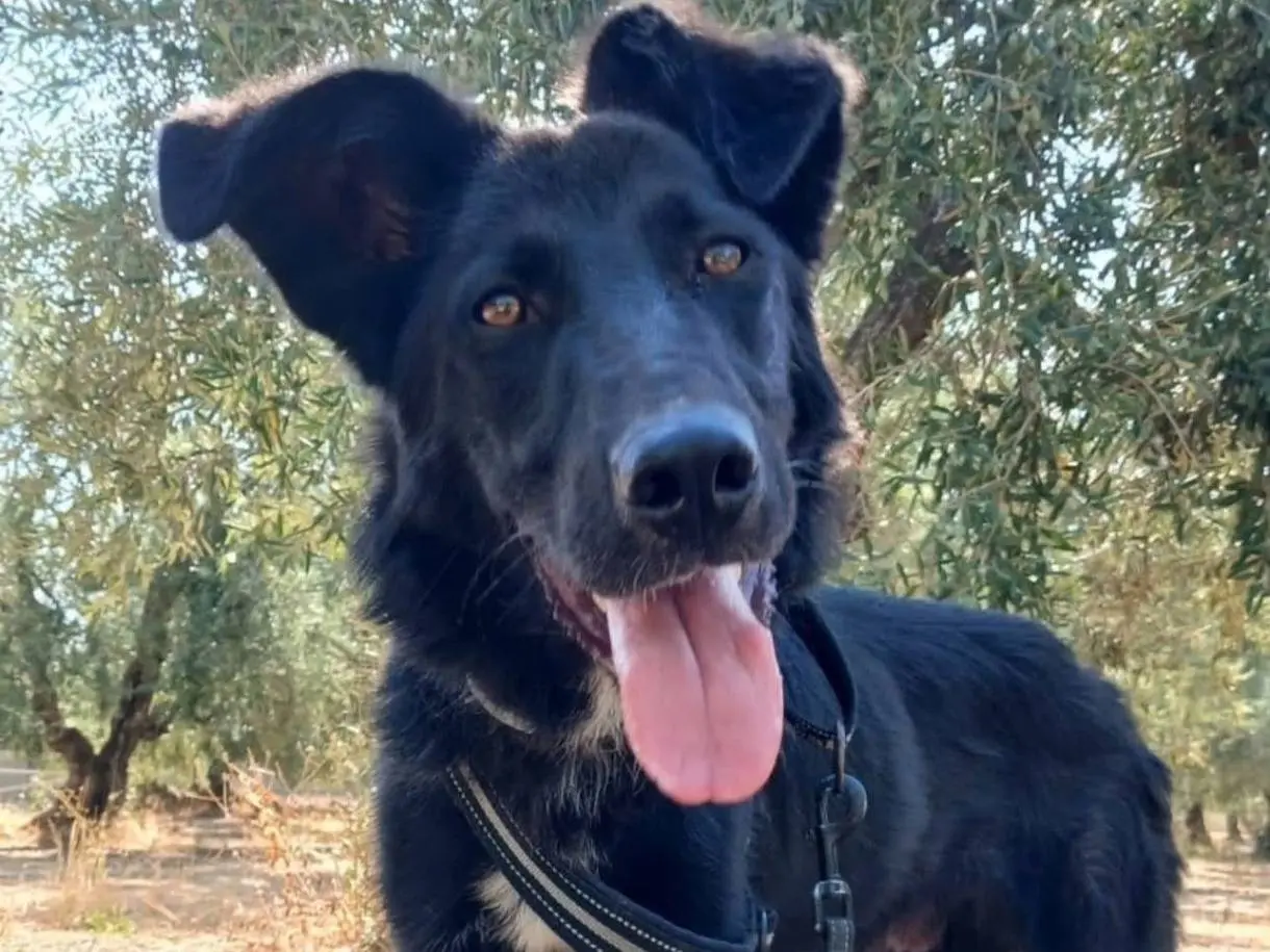 Adotta un cane, maschio, 10 mesi, Bari