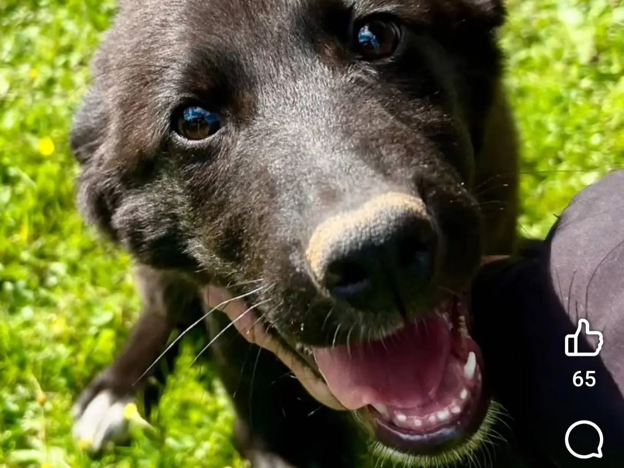 Adozione cane, maschio, Razza sconosciuta Razza sconosciuta, 10 mesi, taglia media, Bari