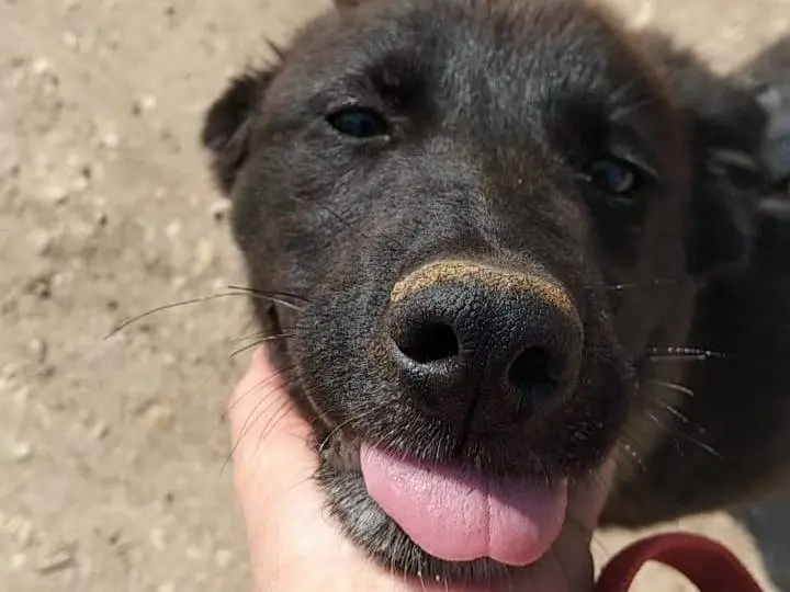 Adotta il cane Buio a Bari