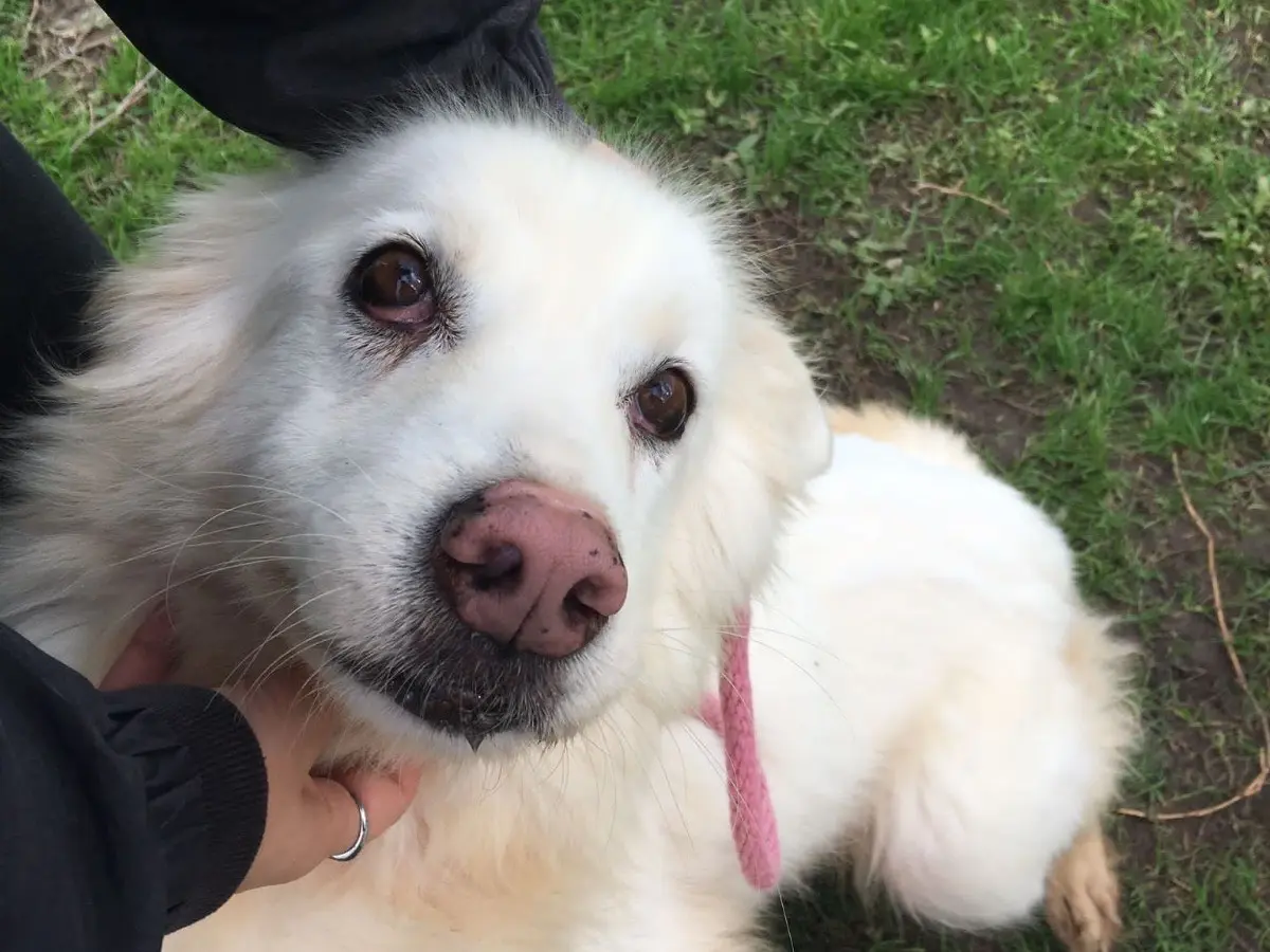 Adotta il cane Cleopatra a Latina