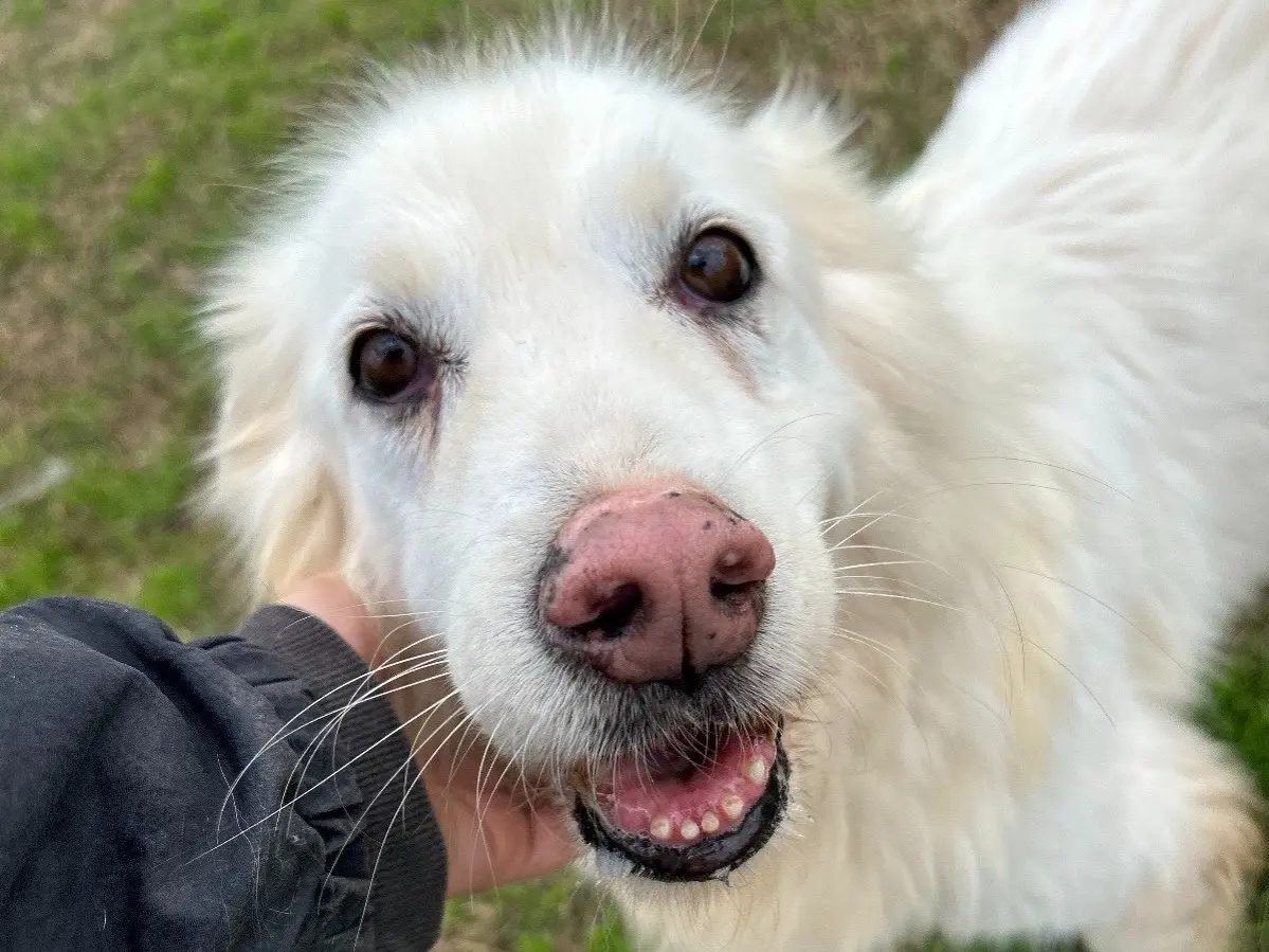 Adozione cane, femmina, Pastore maremmano Razza sconosciuta, 10 anni e 7 mesi, taglia media, Latina